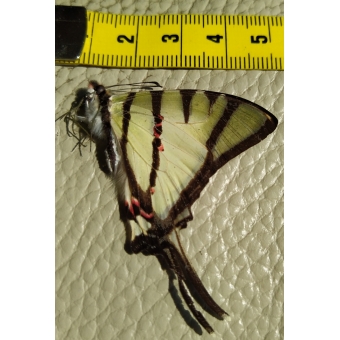 Vlinder Graphium Agetes
